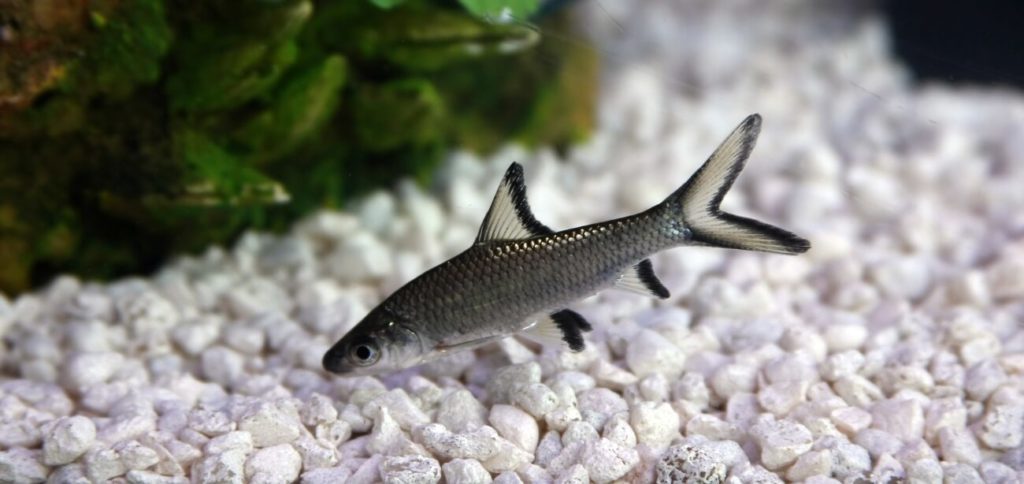 Ein Bala Hai schwimmt in einem Süßwasseraquarium