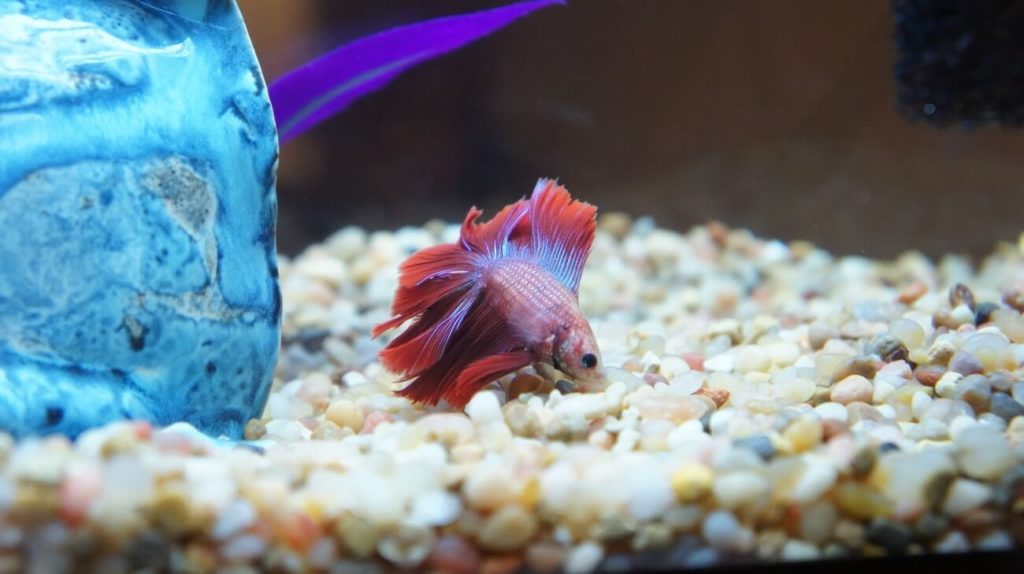 Warum Ihr Kampffisch auf dem Boden des Aquariums liegt Fischer Haeusle