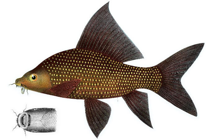 Zeichnung eines Schwarzhai außerhalb eines Fischbeckens