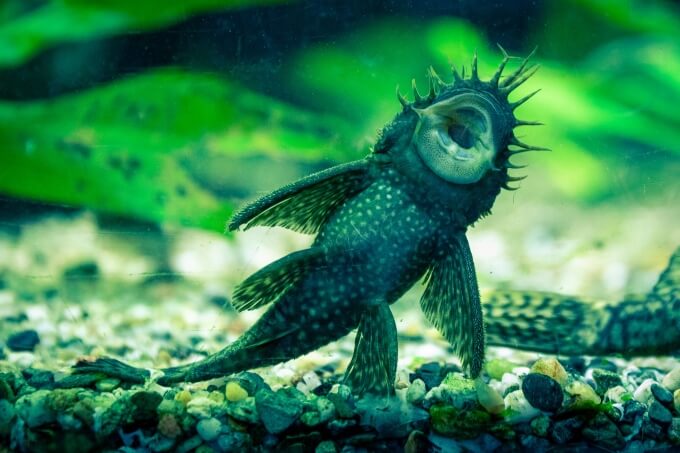 Ein Bristlenose Pleco Algenfresser, der an der Seite eines Süßwasseraquariums klebt