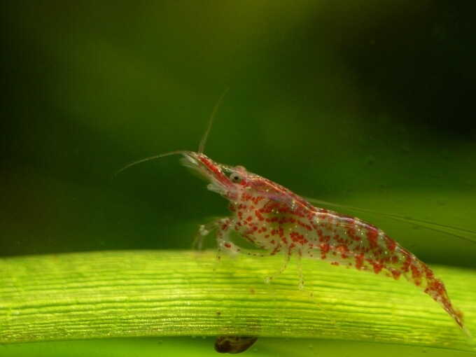 Ein Cherry Shrimp sitzend auf einer Pflanze