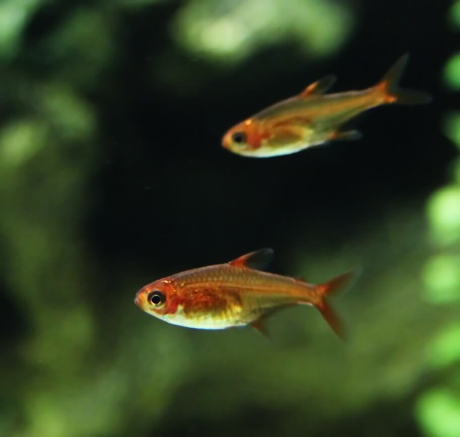 Fire tetra swimming together