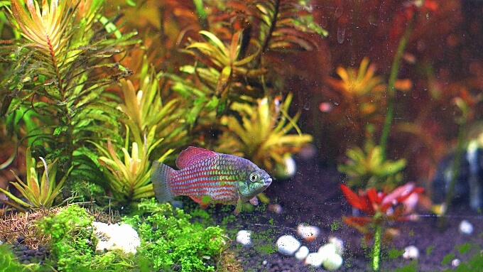 Eine Algen fressende Flaggenbarbe, die durch die Vegetation schwimmt