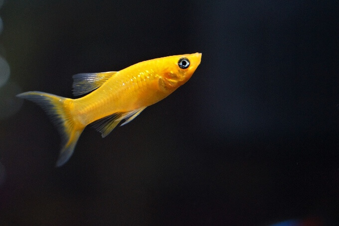 Ein gelber Mollyfisch in einem dunklen Becken