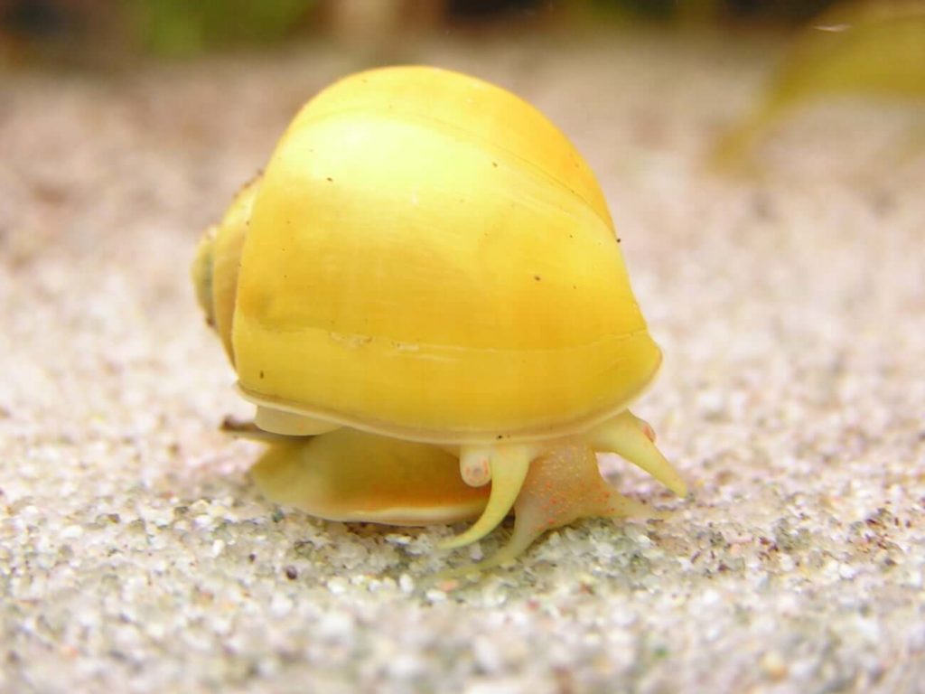 Eine Geheimnisschnecke bewegt sich über das Substrat