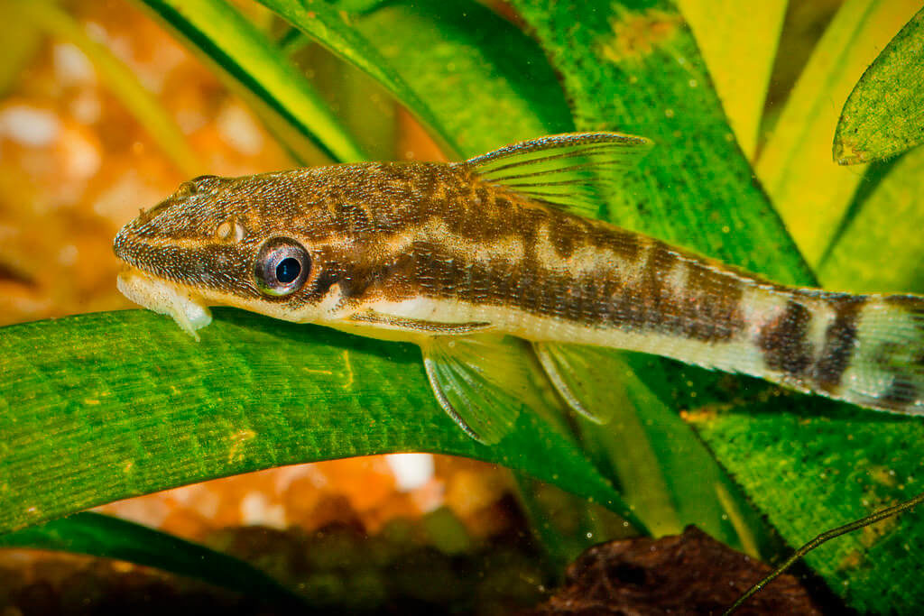 Otocinclus, der in einem Süßwasseraquarium Algen auf einer Pflanze frisst