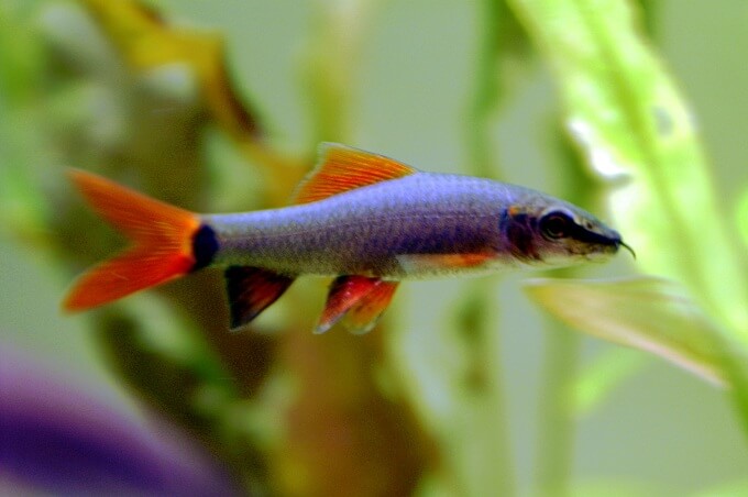 Ein Regenbogenhai schwimmt in einem gut bepflanzten Süßwasserfischaquarium