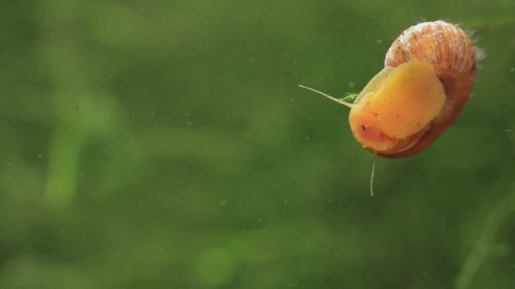 Eine Posthornschnecke an der Seite eines Beckens