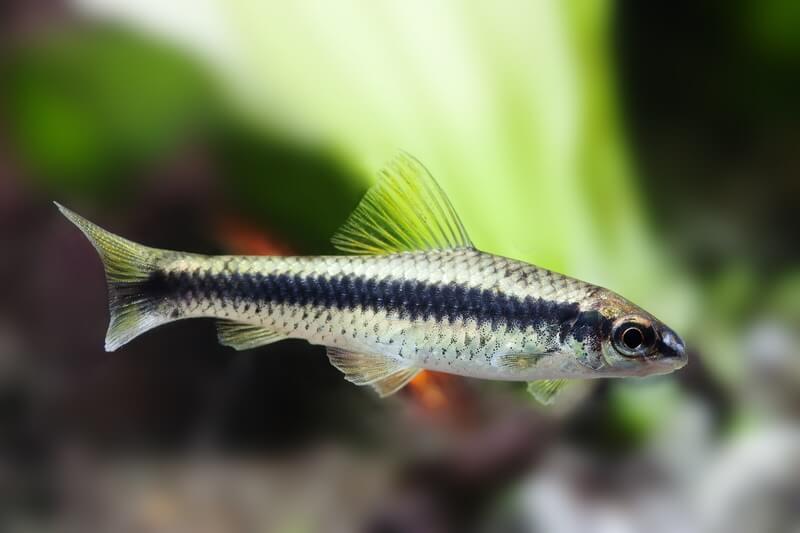 schwimmender Siamensischer Algenfresser