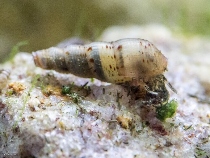 Eine kleine Trompetenschnecke auf dem Substrat eines Aquariums
