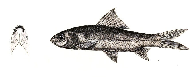 Zeichnung eines Veilchenblauen Erdrötungshais außerhalb eines Süßwasseraquariums